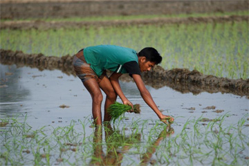 BDT 565bn loss in farmers' income in 45 days